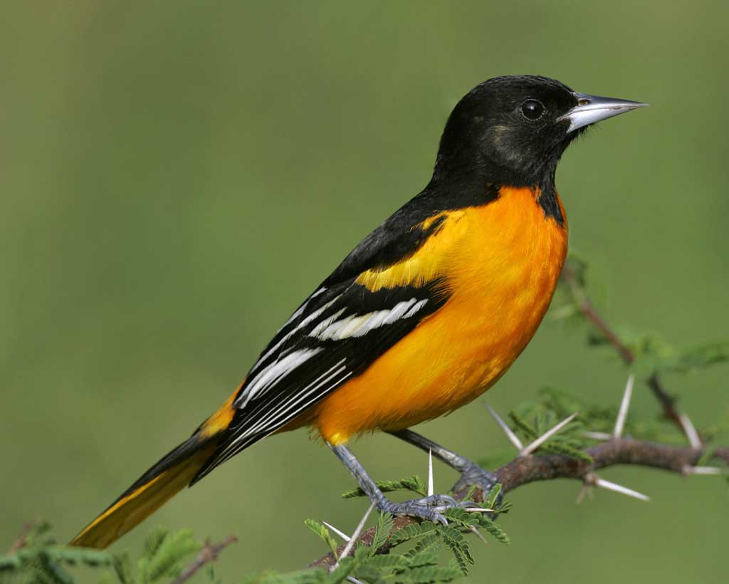 climate change could push oriole from baltimore climate change could push oriole from baltimore