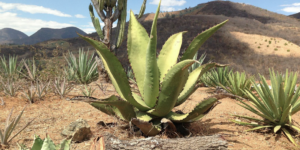  Three types of agave in San Juan del Rio, Oaxaca.—Photography by Lane Harlan